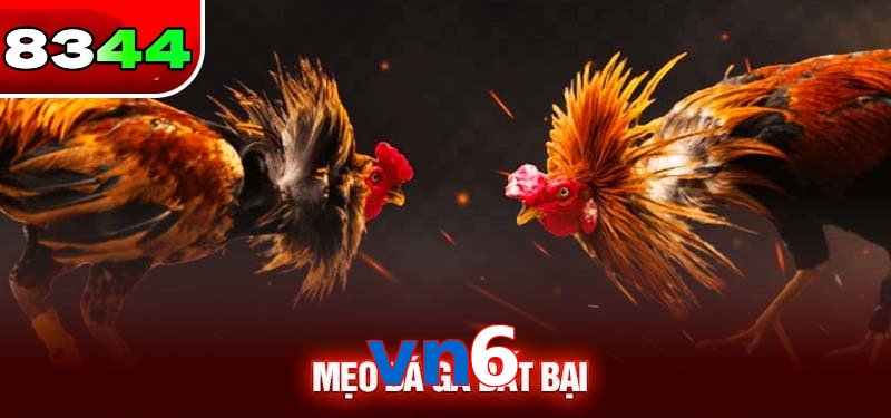 Đá gà vn6 có sức hấp dẫn